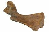 Fossil Hadrosaur (Kritosaurus) Humerus - Aguja Formation, Texas #113102-2